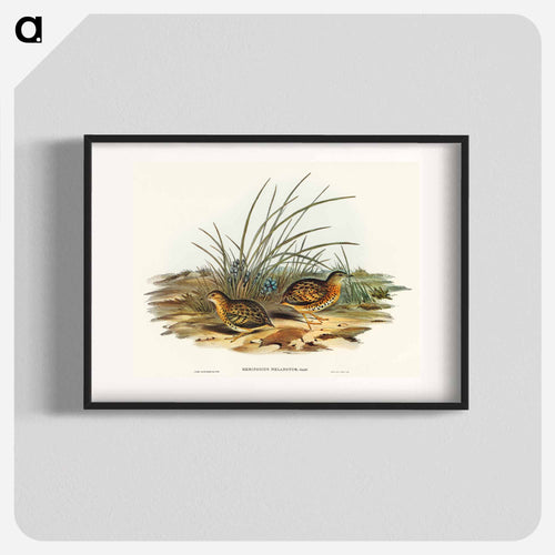 Black-backed Hemipode
 - オーストラリアの鳥 Poster.