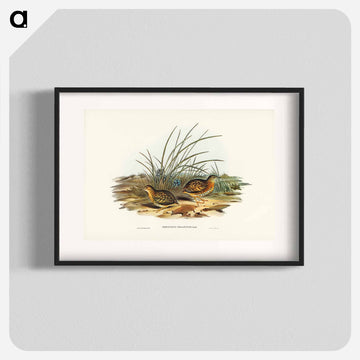 Black-backed Hemipode
 - オーストラリアの鳥 Poster.