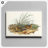 Black-backed Hemipode
 - オーストラリアの鳥 Canvas.