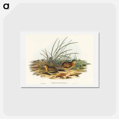 アートポストカード-Black-backed Hemipode
 - オーストラリアの鳥 Postcard.