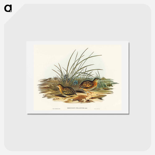 Black-backed Hemipode
 - オーストラリアの鳥 Postcard.