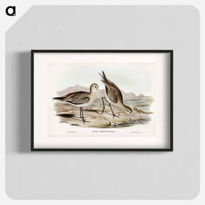 アートポスター-Barred-rumped Godwit
 - ジョン グールド Poster.