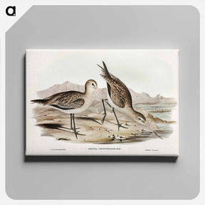 アートパネル-Barred-rumped Godwit
 - ジョン グールド Canvas.