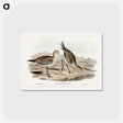 アートポストカード-Barred-rumped Godwit
 - ジョン グールド Postcard.