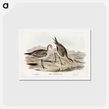 アートポストカード-Barred-rumped Godwit
 - ジョン グールド Postcard.