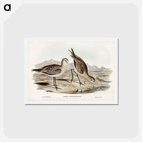 アートポストカード-Barred-rumped Godwit
 - ジョン グールド Postcard.