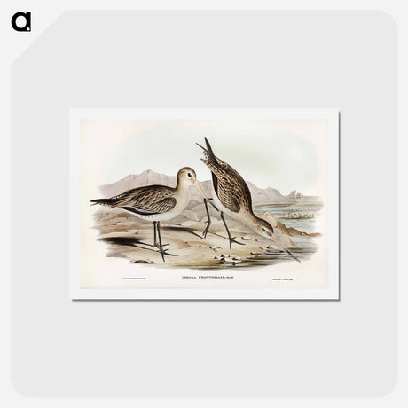 アートポストカード-Barred-rumped Godwit
 - ジョン グールド Postcard.