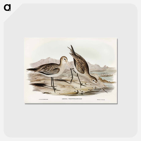 アートポストカード-Barred-rumped Godwit
 - ジョン グールド Postcard.