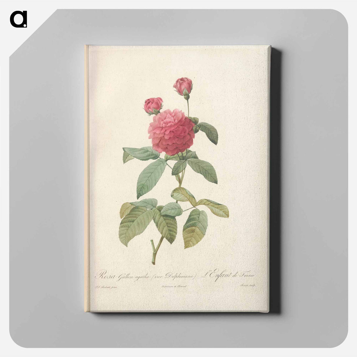 アートパネル-Rose illustration - ピエール ジョゼフ ルドゥーテ Canvas.