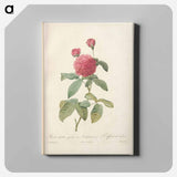 アートパネル-Rose illustration - ピエール ジョゼフ ルドゥーテ Canvas.