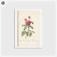 アートポストカード-Rose illustration - ピエール ジョゼフ ルドゥーテ Postcard.