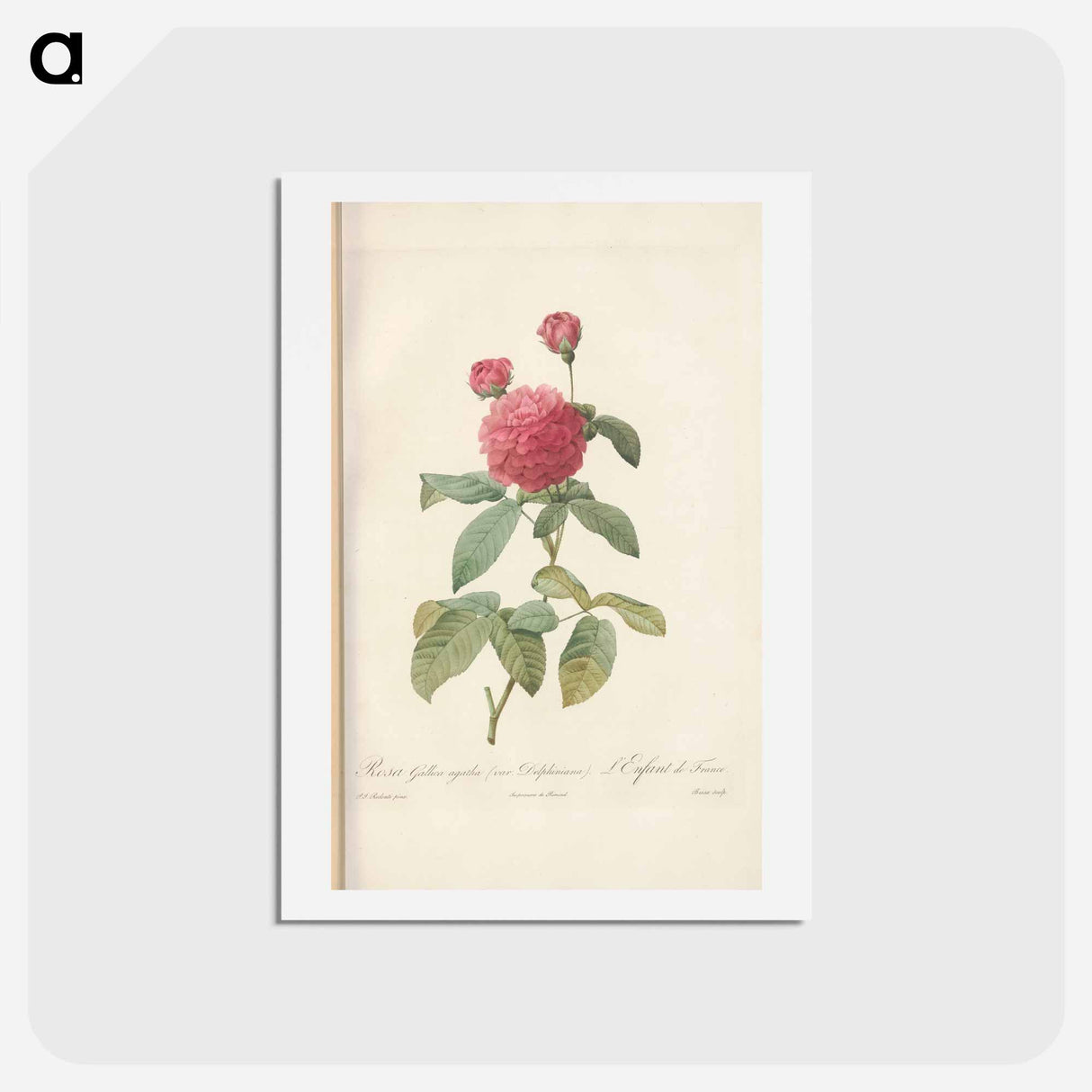 アートポストカード-Rose illustration - ピエール ジョゼフ ルドゥーテ Postcard.