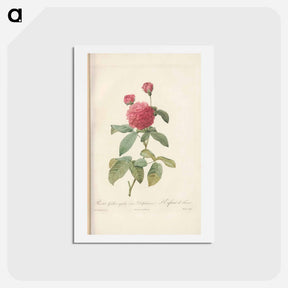 アートポストカード-Rose illustration - ピエール ジョゼフ ルドゥーテ Postcard.
