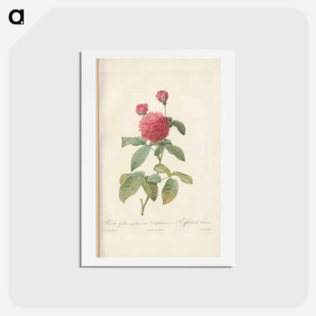 アートポストカード-Rose illustration - ピエール ジョゼフ ルドゥーテ Postcard.