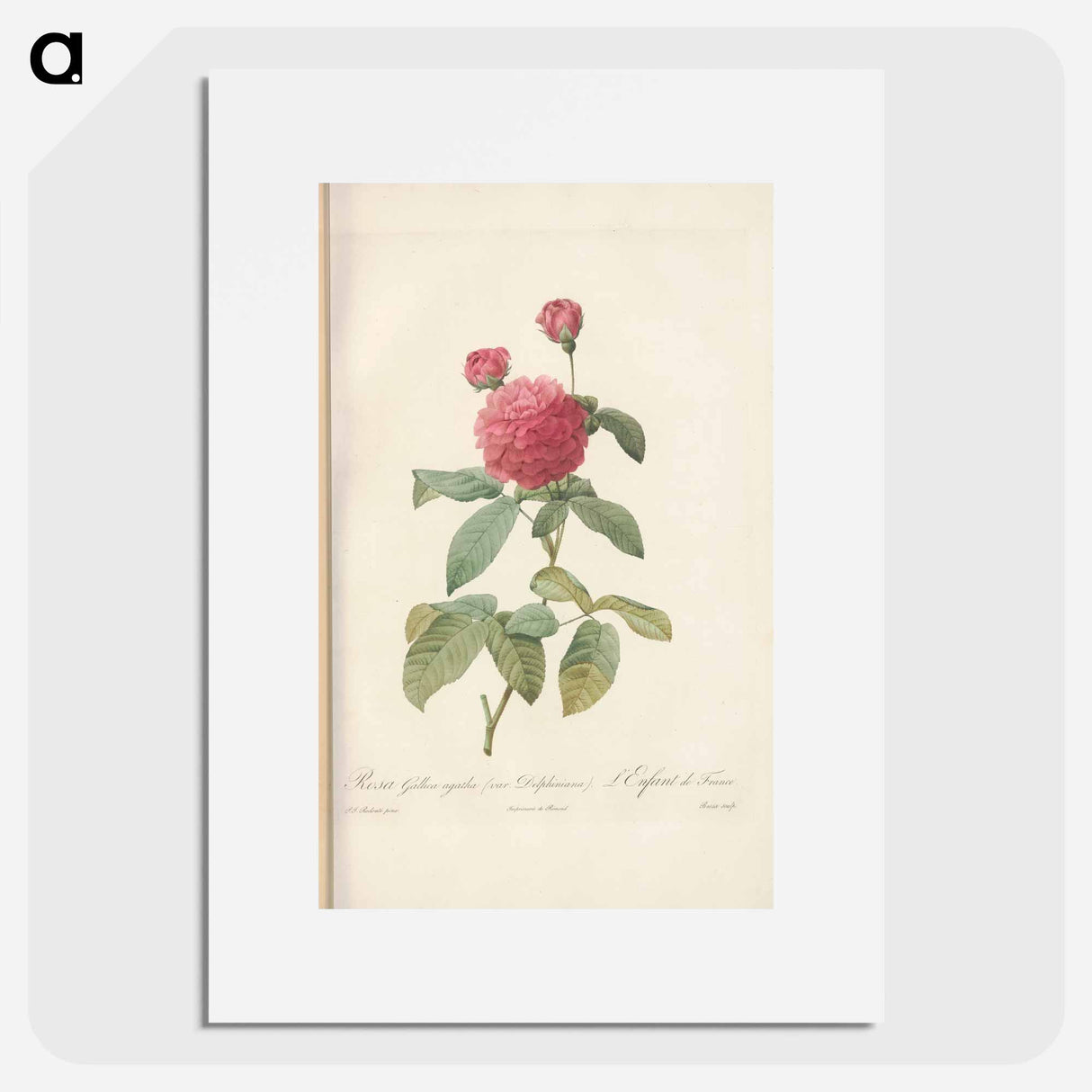 Rose illustration - Pierre Joseph Redouté Poster.