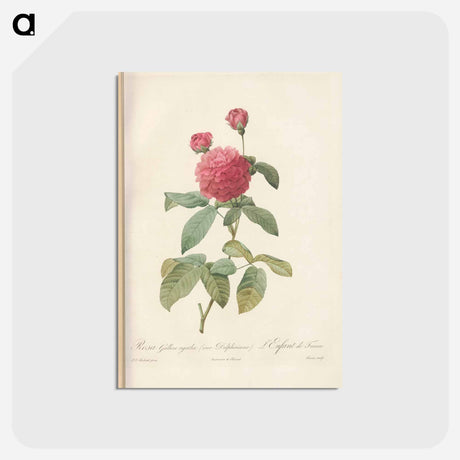 アートポストカード-Rose illustration - ピエール ジョゼフ ルドゥーテ Postcard.
