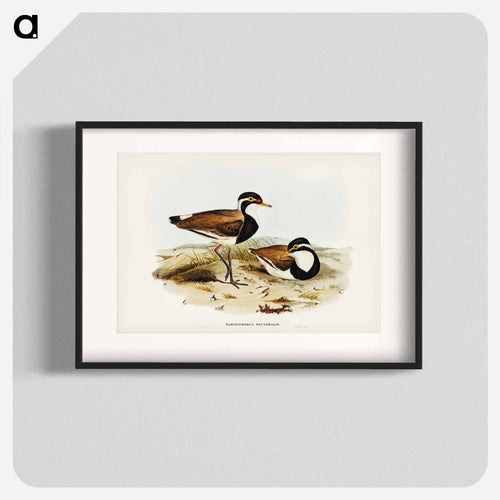 Black-breasted Pewit
 - オーストラリアの鳥 Poster.