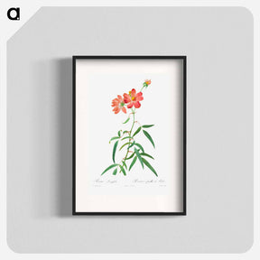 アートポスター-Rosa Longifolia
 - クリーブランド美術館 Poster.