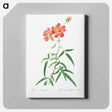 アートパネル-Rosa Longifolia
 - クリーブランド美術館 Canvas.