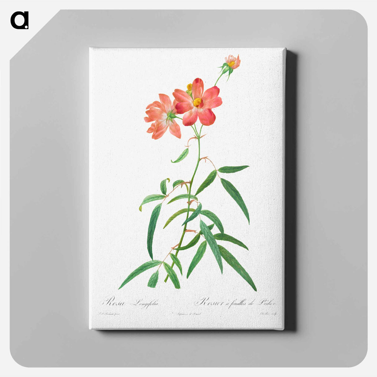 アートパネル-Rosa Longifolia
 - クリーブランド美術館 Canvas.
