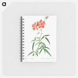アートメモ帳-Rosa Longifolia
 - クリーブランド美術館 Memo.