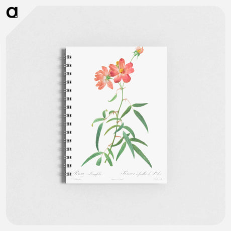 アートメモ帳-Rosa Longifolia
 - クリーブランド美術館 Memo.
