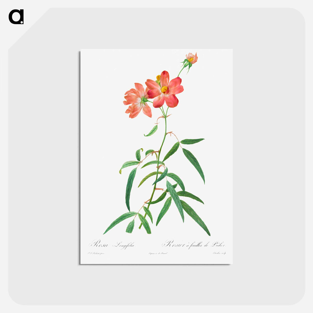 アートポストカード-Rosa Longifolia
 - クリーブランド美術館 Postcard.