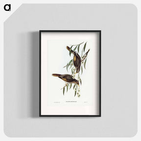 アートポスター-Sombre Honey-eater
 - ジョン グールド Poster.