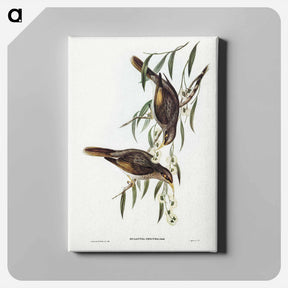 アートパネル-Sombre Honey-eater
 - ジョン グールド Canvas.