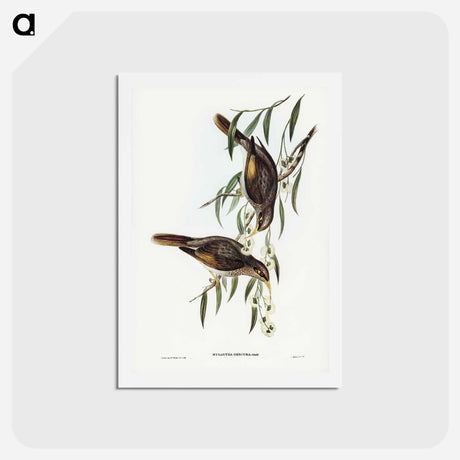 アートポストカード-Sombre Honey-eater
 - ジョン グールド Postcard.