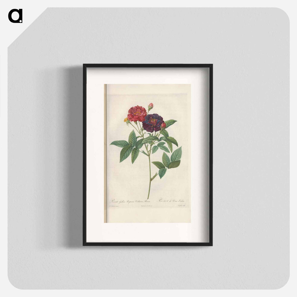 Rose illustration - Pierre Joseph Redouté Poster.