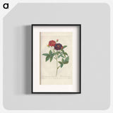 Rose illustration - Pierre Joseph Redouté Poster.