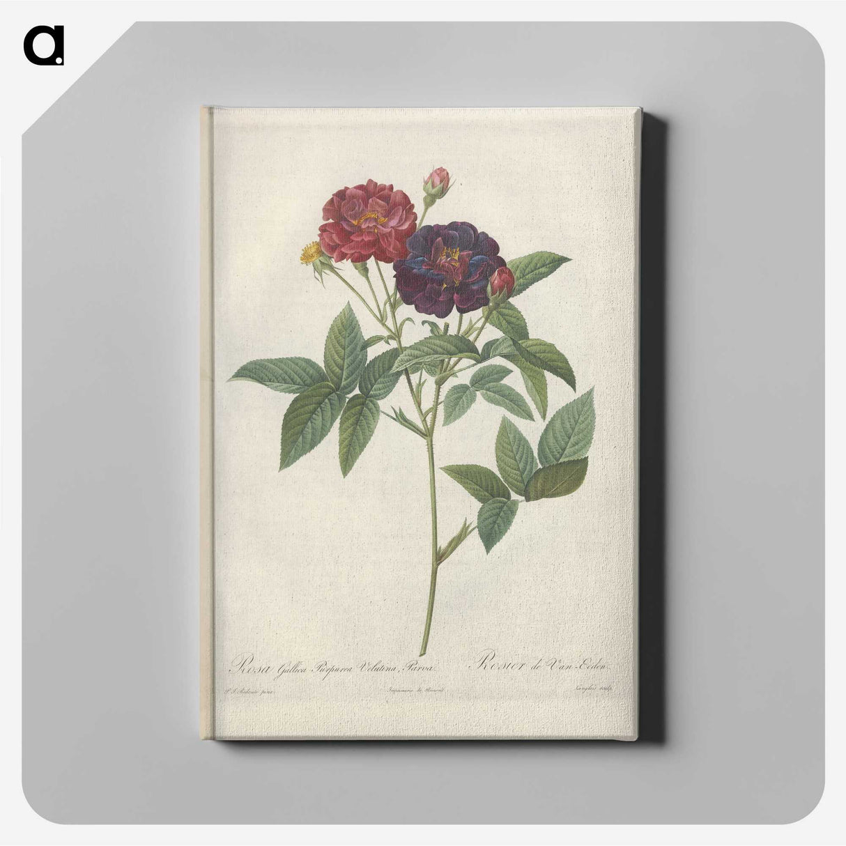7-74_Pierre-Joseph-Redoute_canvas