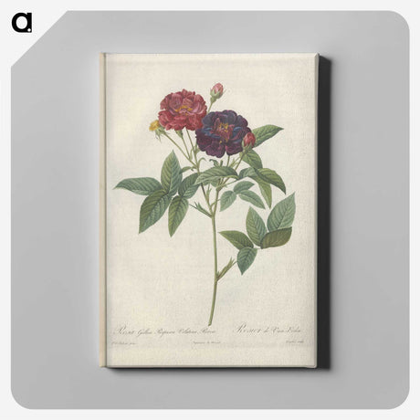 7-74_Pierre-Joseph-Redoute_canvas