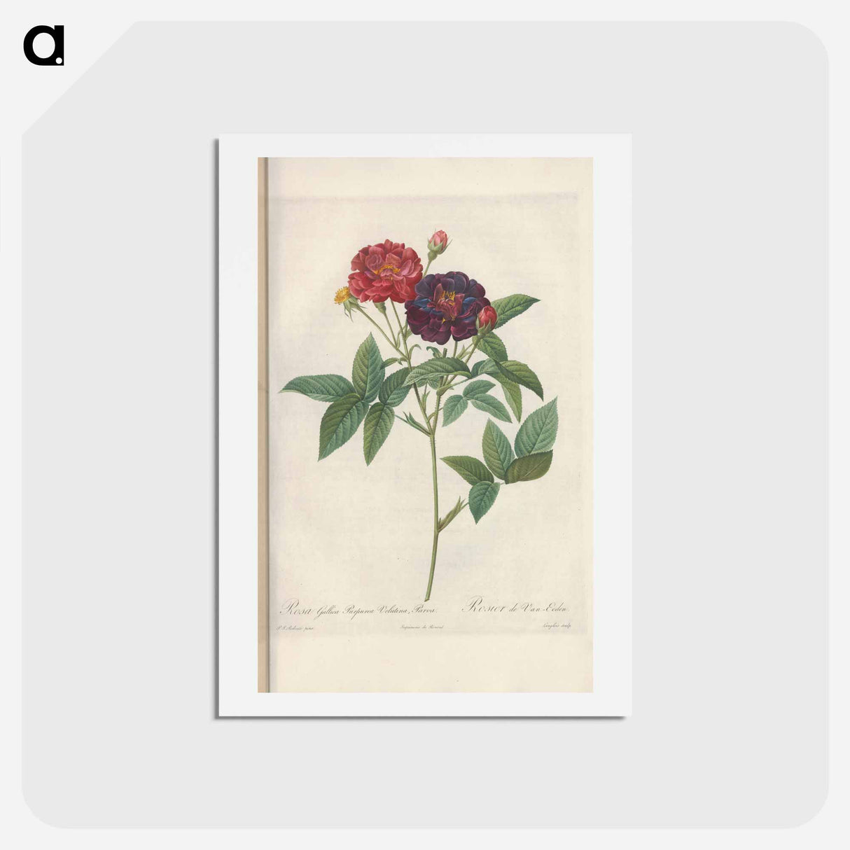 アートポストカード-Rose illustration - ピエール ジョゼフ ルドゥーテ Postcard.