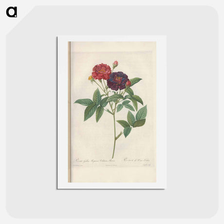 アートポストカード-Rose illustration - ピエール ジョゼフ ルドゥーテ Postcard.