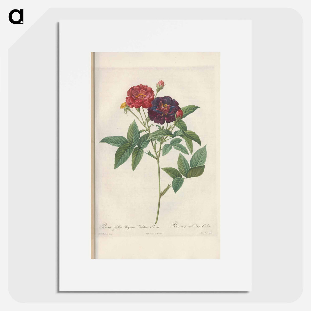 Rose illustration - Pierre Joseph Redouté Poster.