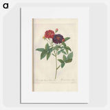 Rose illustration - Pierre Joseph Redouté Poster.