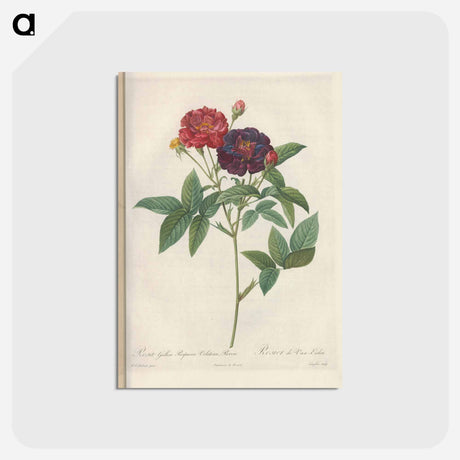 アートポストカード-Rose illustration - ピエール ジョゼフ ルドゥーテ Postcard.