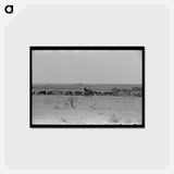 アートポストカード-Branding the Calf
 - ラッセル リー Postcard.