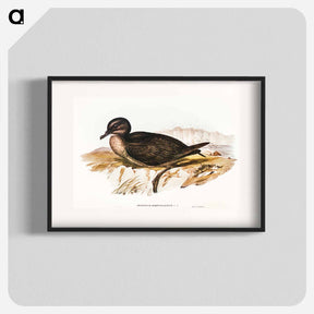 アートポスター-Short-tailed Petrel
 - オーストラリアの鳥 Poster.