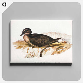 アートパネル-Short-tailed Petrel
 - オーストラリアの鳥 Canvas.