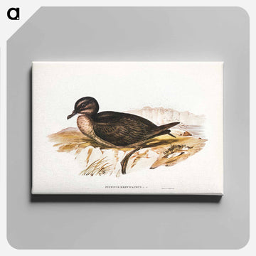 Short-tailed Petrel
 - オーストラリアの鳥 Canvas.