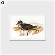 アートポストカード-Short-tailed Petrel
 - オーストラリアの鳥 Postcard.