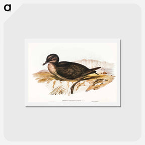 アートポストカード-Short-tailed Petrel
 - オーストラリアの鳥 Postcard.