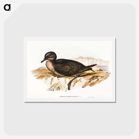 アートポストカード-Short-tailed Petrel
 - オーストラリアの鳥 Postcard.