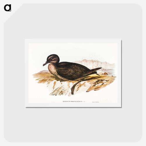 Short-tailed Petrel
- オーストラリアの鳥 Postcard.