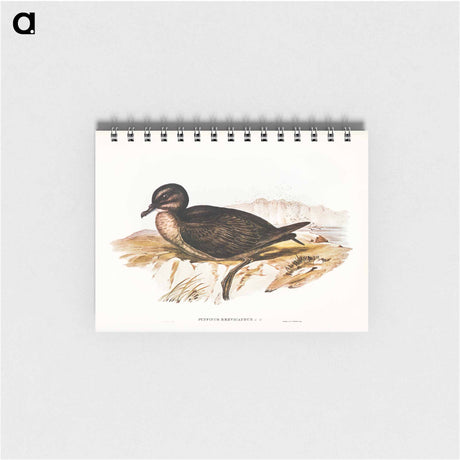 アートメモ帳-Short-tailed Petrel
 - オーストラリアの鳥 Memo.