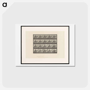 アートポストカード-Girl on Ass
 - エドワード マイブリッジ Postcard.