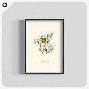 アートポスター-Lunulated Honey-eater
 - ジョン グールド Poster.